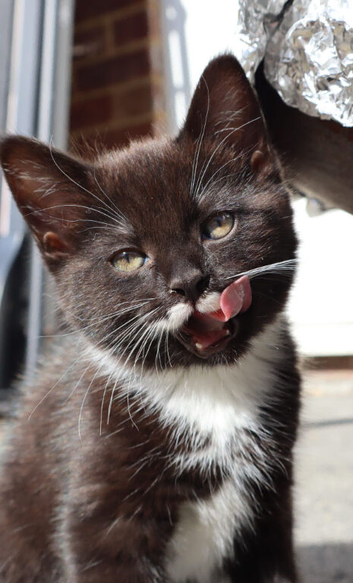 Beautiful mixed breed kittens for sale