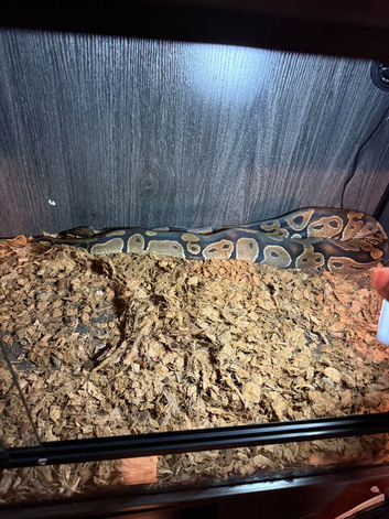 Royal python male 3 years old normal
