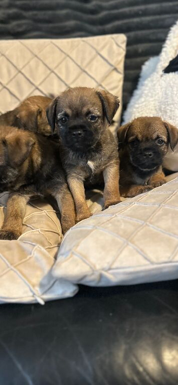 Stunning border terrier puppies