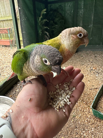Bonded pair of conures