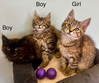 Half Maine Coon kittens