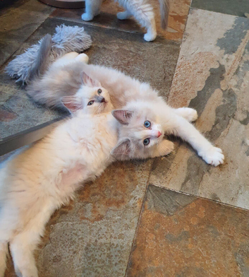 Beautiful GCCF Registered Ragdoll Kittens.