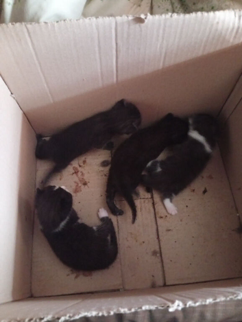 4 kittens for sale