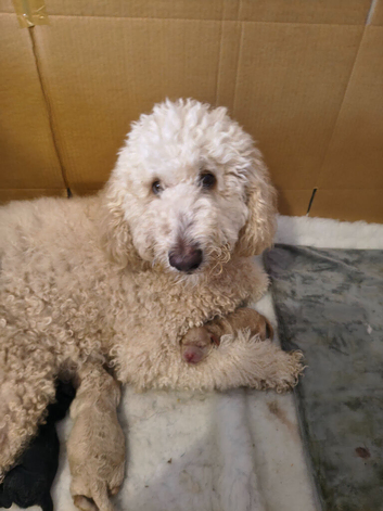 Standard poodle x toy cockapoo