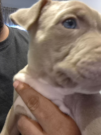 American bully standard