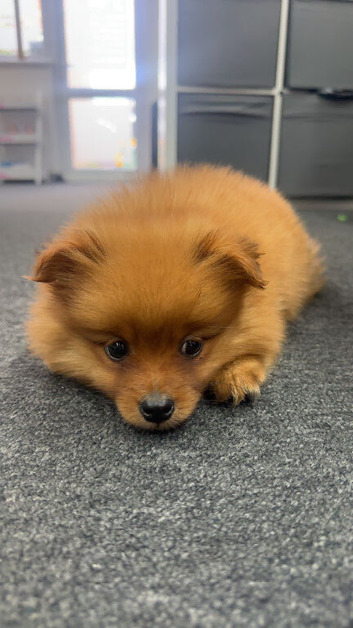 4-Month-Old Pomeranian &ndash; Chase