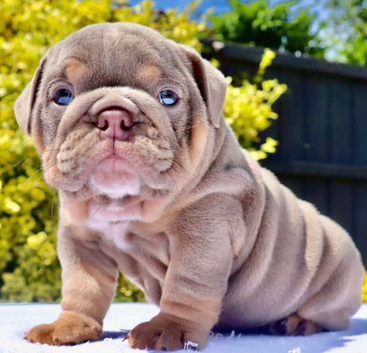 Lilac and tan English bulldog puppies