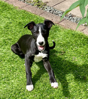 Female whippet