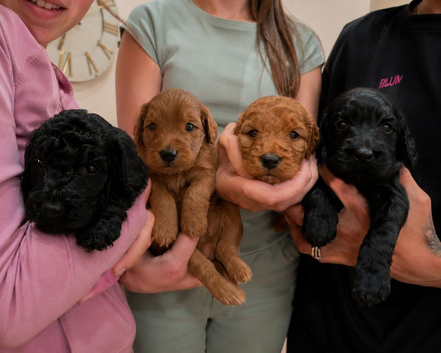 Cockapoos stunning litter
