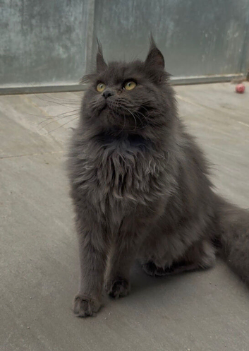 Maine coon crossed american curl blue girl looking new home