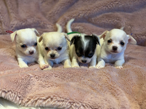 KC Registered Pedigree Chihuahua Puppies