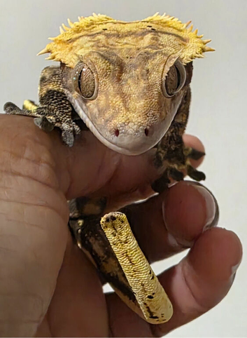 Harlequin Crested Gecko