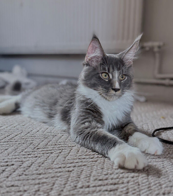 Maine Coon kittens XXL