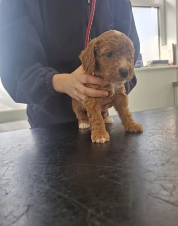 Cockapoo Puppies