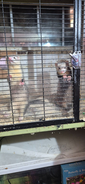 7 ferret kitts 10 weeks old looking for home