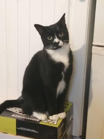 Rose Missing cat