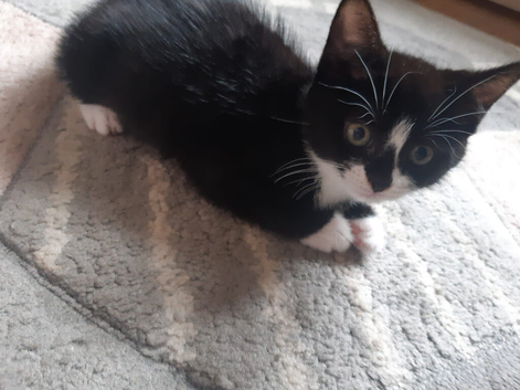 Kitten