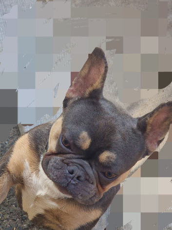 Bruno the frenchie