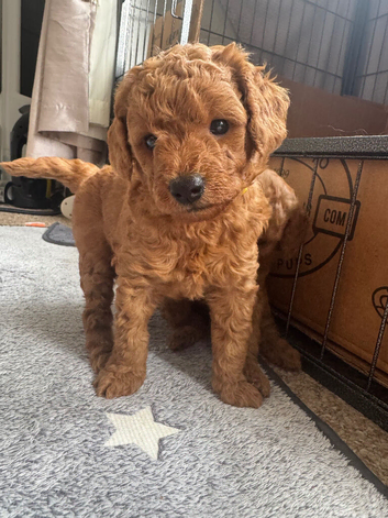 Cockapoo f1b apricot
