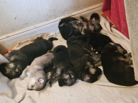 Really Beautiful tri colour German Shepherd puppies.