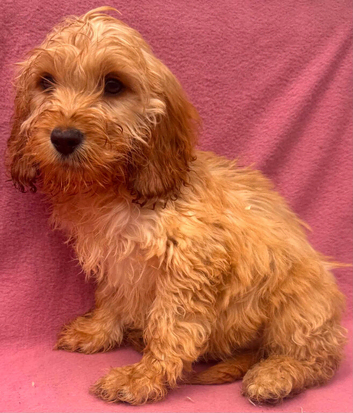 Cockapoo puppies
