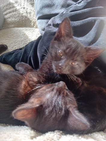 Cute kitten needing a home