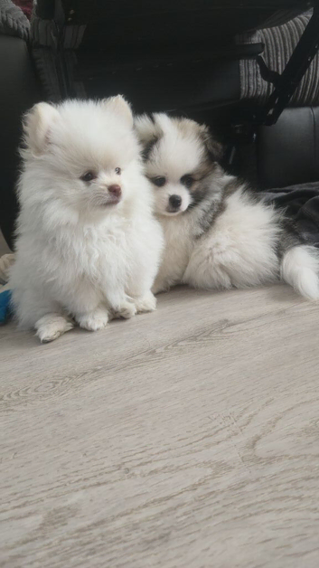 Tiny Teddy Bear Pomeranian Puppies for sale