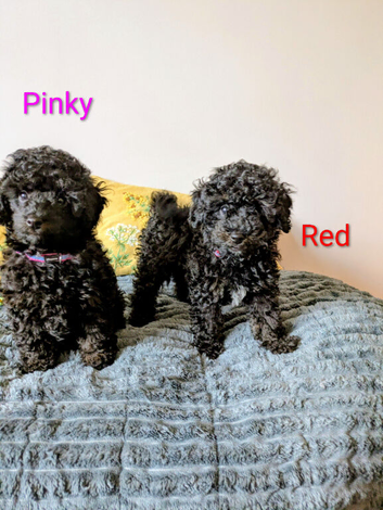 Toy poodle puppies KC reg Fully Vaccinated