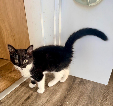 Stunning kittens one male one female