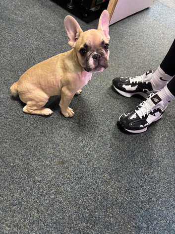 French Bulldog For Sale
