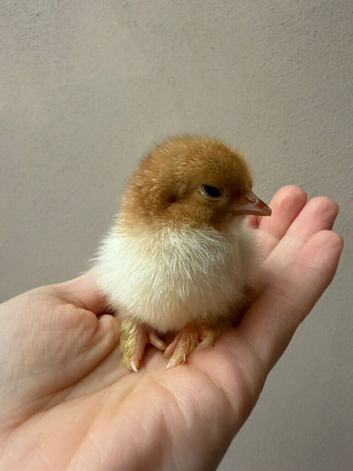 Millie fleur pekin bantams