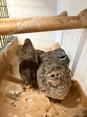 Lovely group of young quail