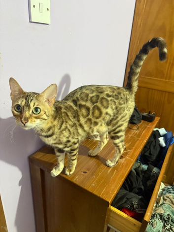 Bengal girls