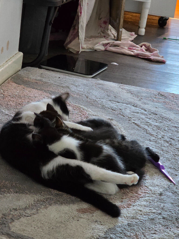 One boy and one girl kitten