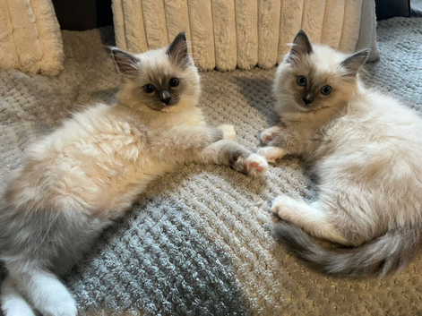 Ragdoll kittens
