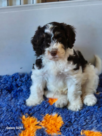 Stunning f1 cockapoo puppys