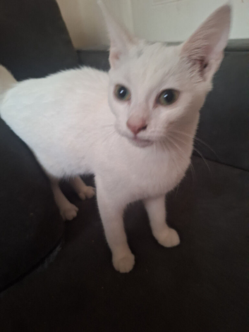 Beautiful 6 month old kitten