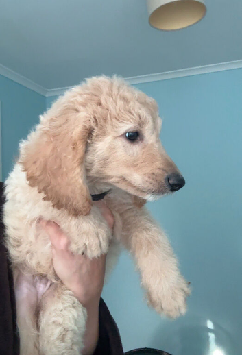 Last 2 Mini Goldendoodle puppies