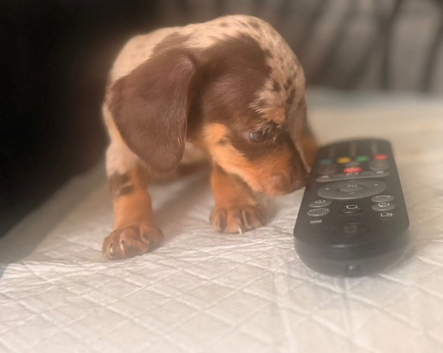 Ready now Chiweenie puppies Minature dachshund x chihuahua