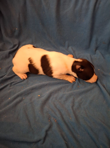 REGISTERED WHIPPET PUPS IN LINCOLNSHIRE