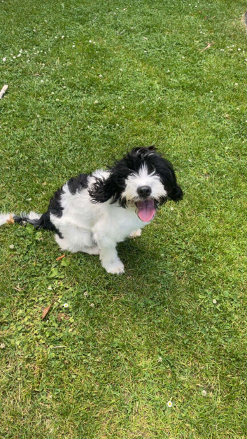 6 month old Cockapoo for sale