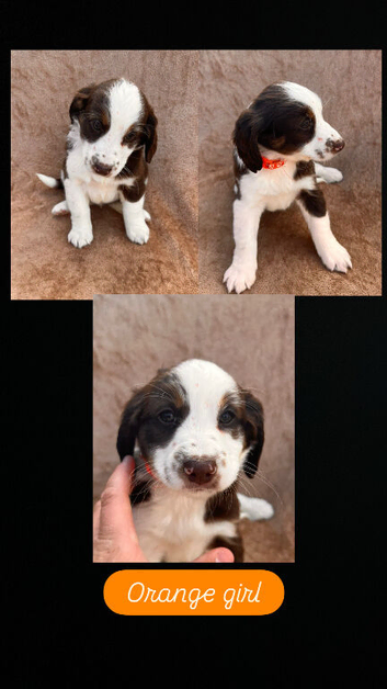 Cocker spaniel puppies