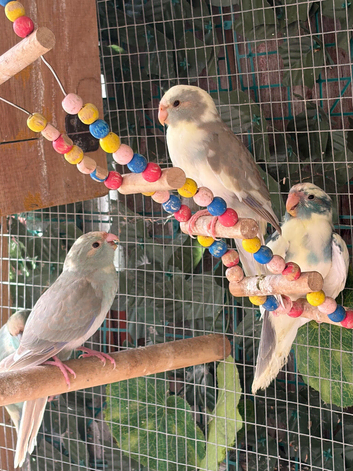ONLY 2 LEFT Aviary bred kakariki