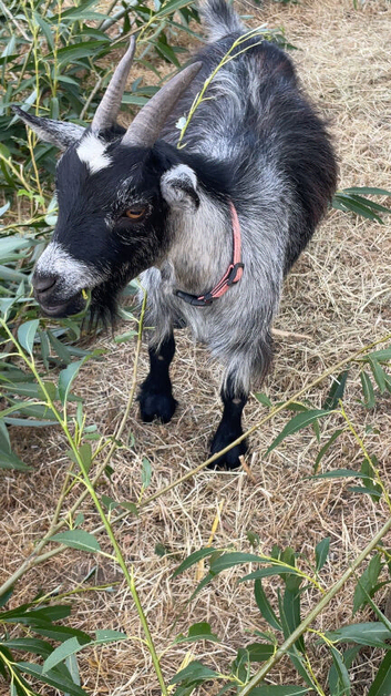 20 month old Pygmy goat female