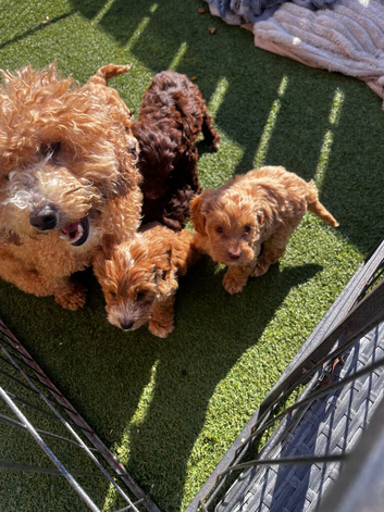Cockapoo puppies available