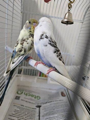 A PAIR OF  PIED BUDGIES. MALE & FEMALE