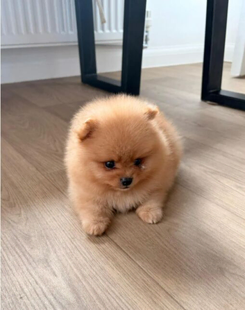 Champion Line Bear Type Poms