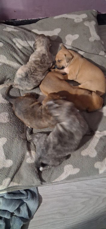 Bull x whippet puppies