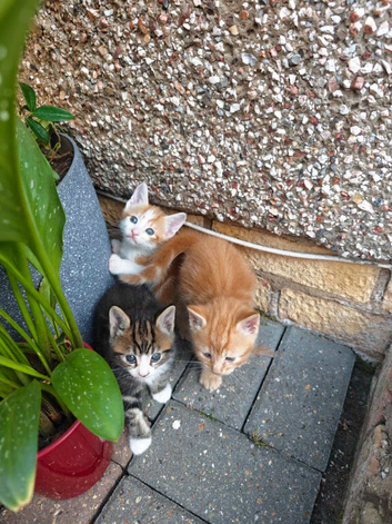 Kittens