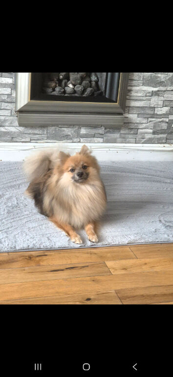 2 beautiful pom boys left